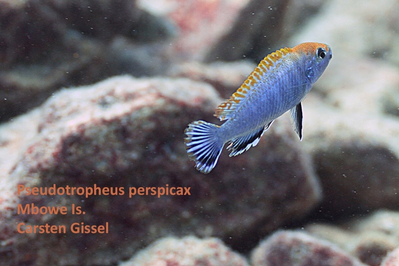 Pseudotropheus perspicax 'Mbowe Island'